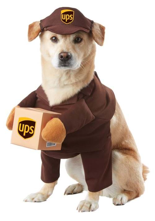 A dog similar to a golden labrador wearing a ups hat and a ups costume that makes it look like he is holding a ups parcel