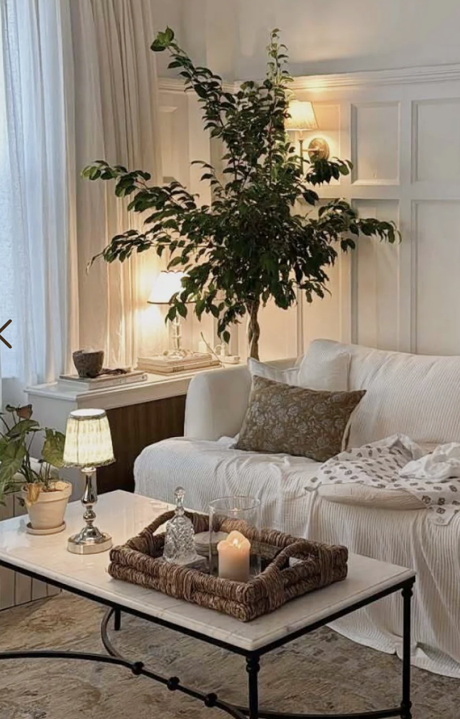 Large braided Benjamina ficus plant from The Sill