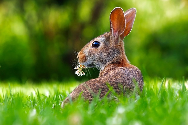easter bunny eating flower