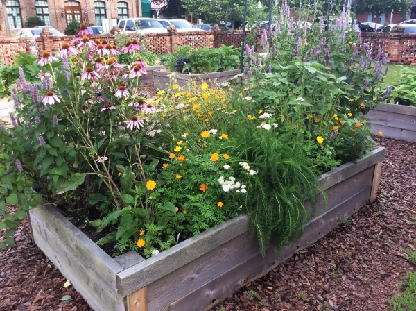 raised bed garden flowers