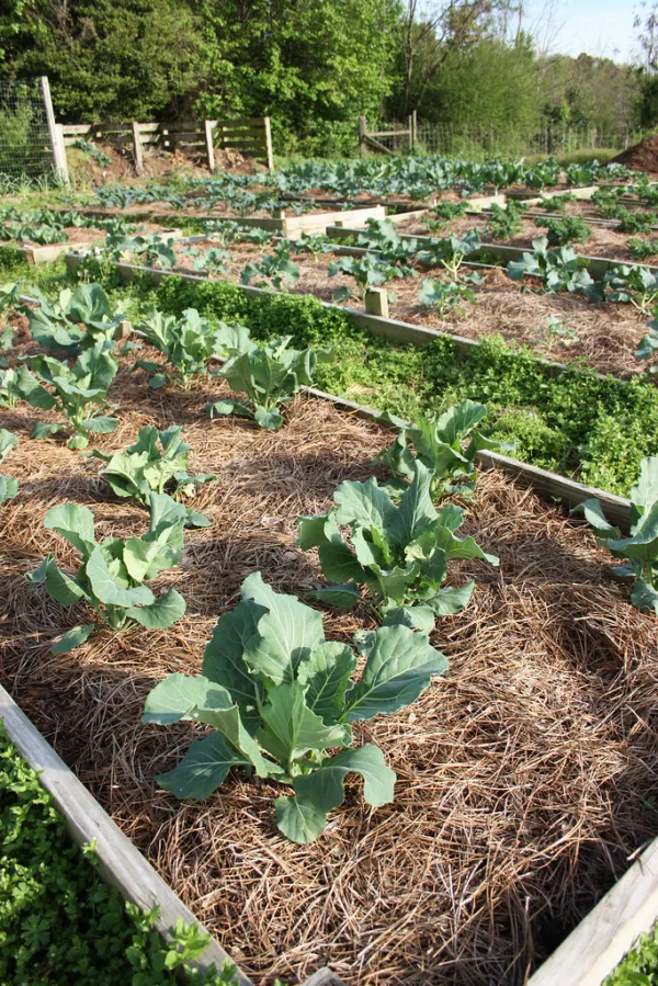 raised bed garden rows