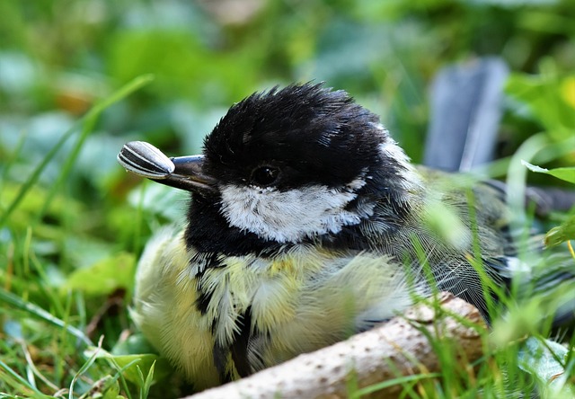 bird with seed