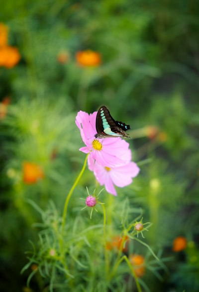 cosmos flower