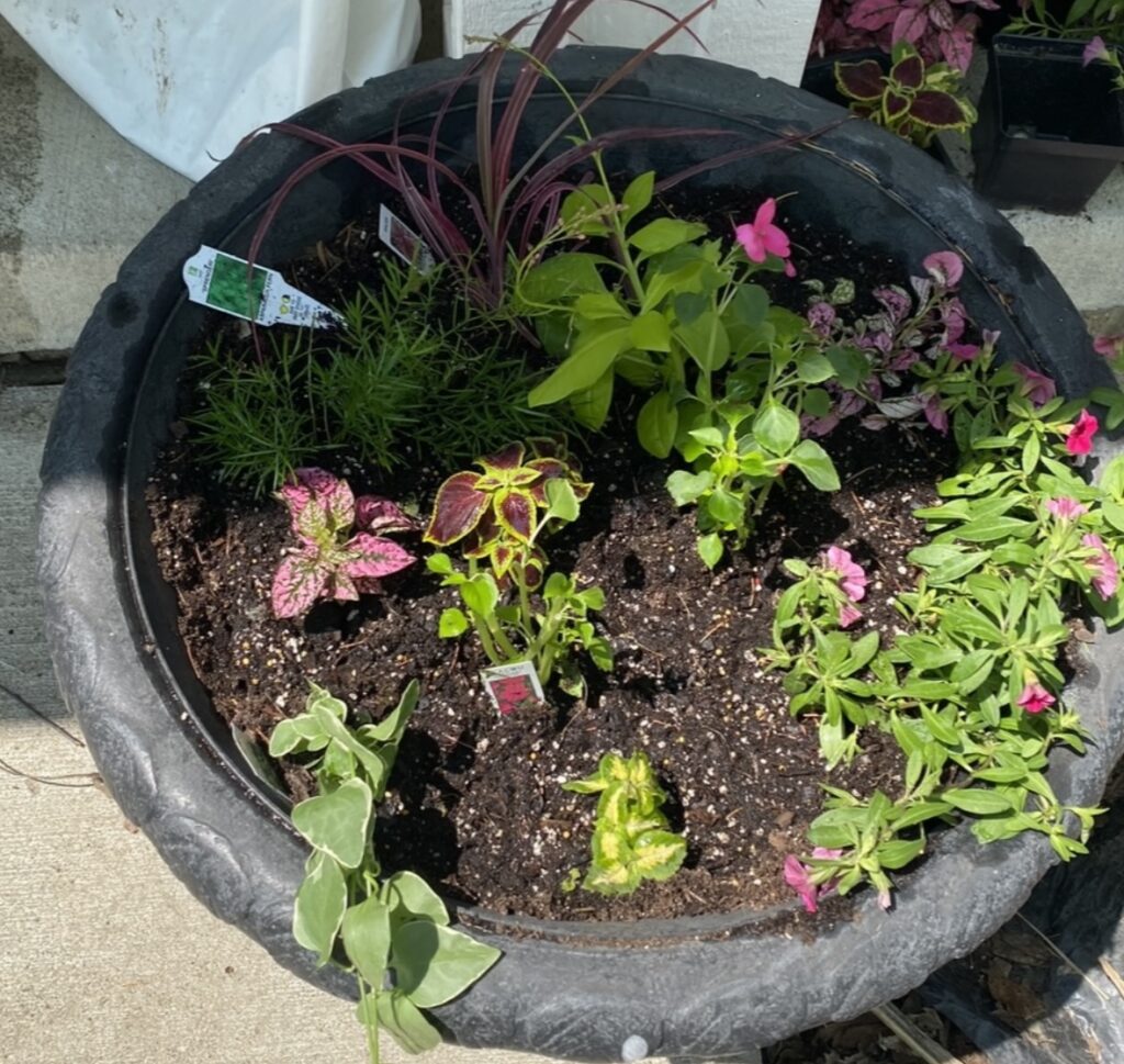 container garden start