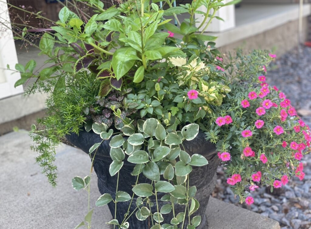 container gardening full