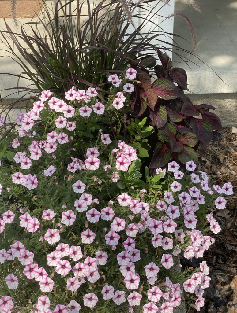 container gardening tips