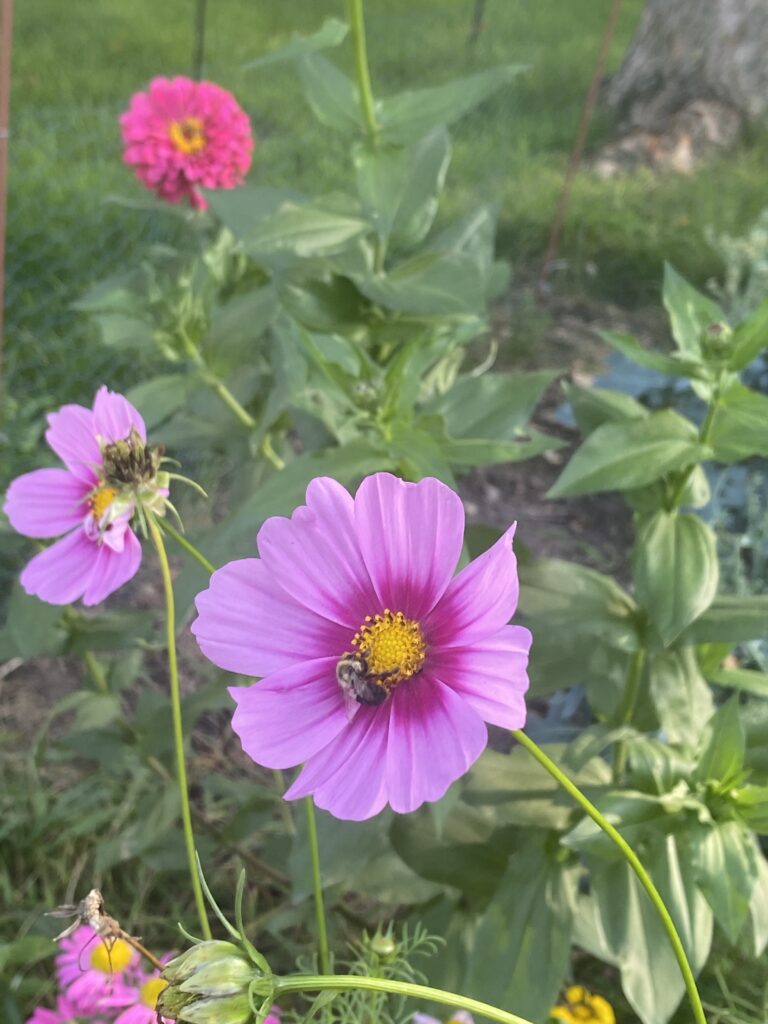 cosmos flower