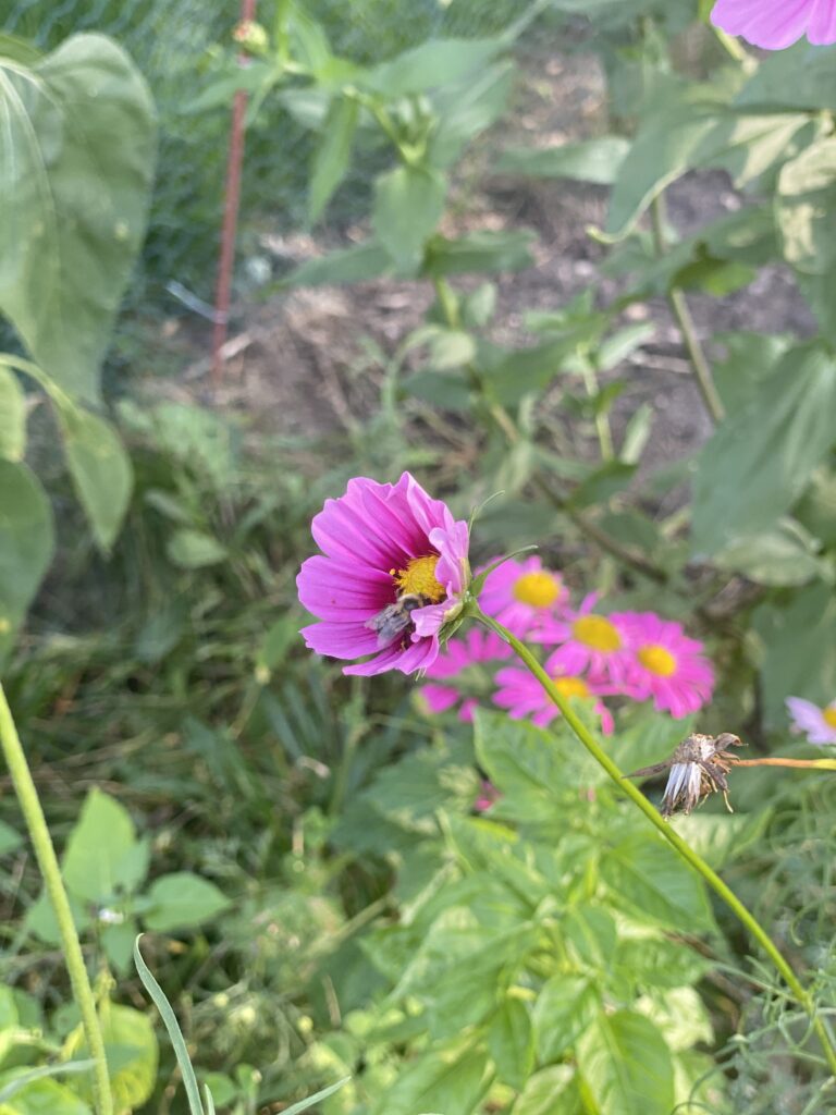 cosmos flower