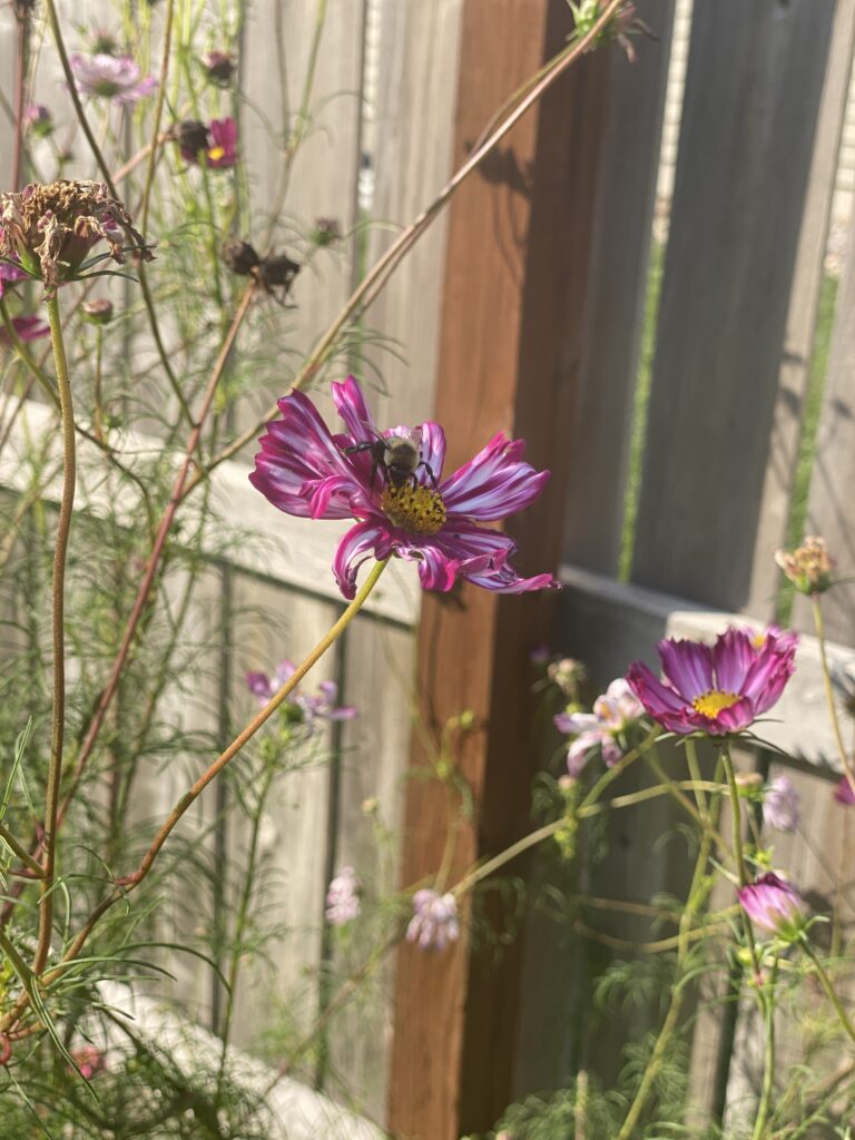 cosmos flower pink