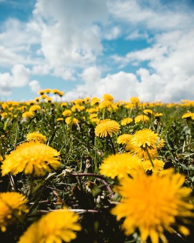 dandelion field