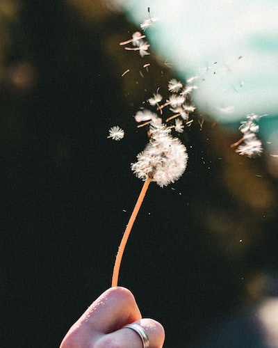 dandelion seeds