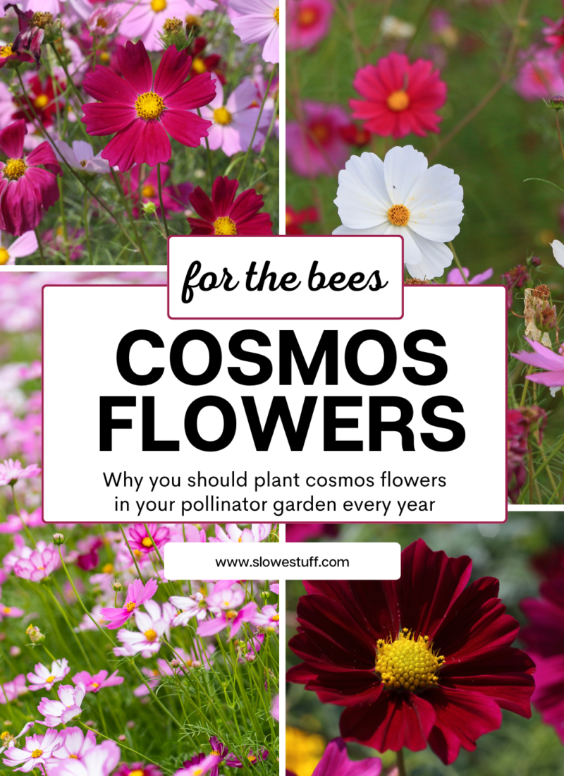 COSMOS FLOWERS – GROW THEM FOR THE BEES