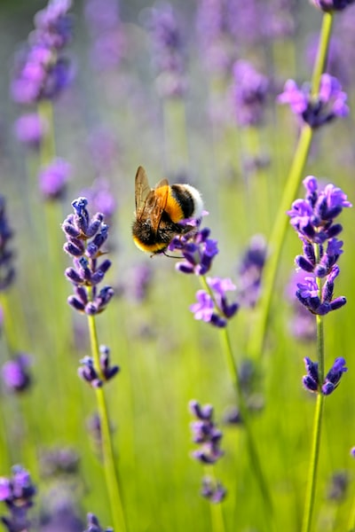 lavender flower with bee