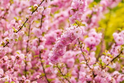 pink spring garden