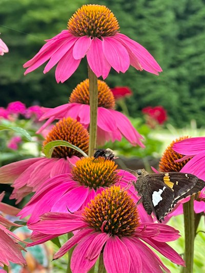 purple coneflower