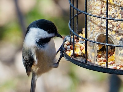 bird feeder gift ideas for mothers day