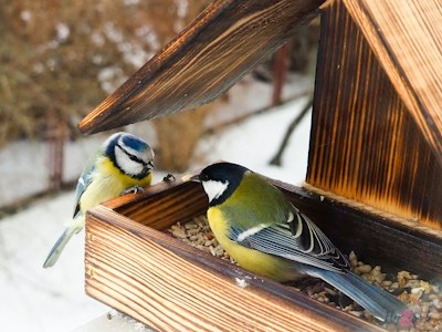 bird feeder with video camera