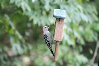 bird gifts for mom