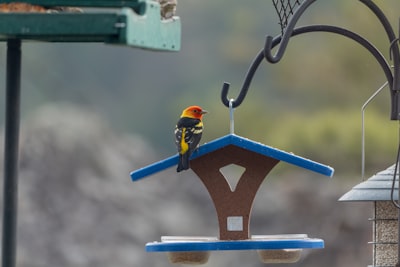 bird tray feeder for mothers day