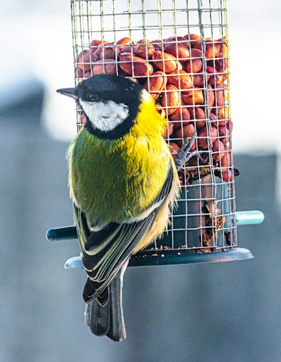 mothers day gifts for bird lover