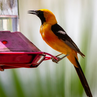 types of bird feeders for mothers day gift ideas