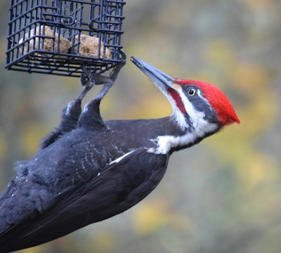 what to gift a bird lover