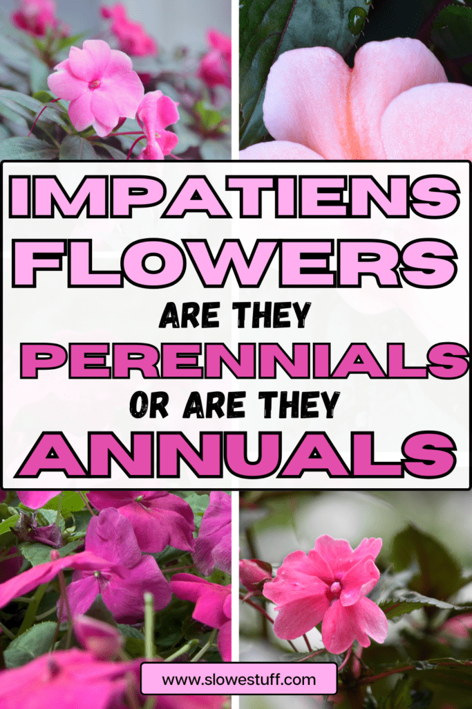 are impatiens perennials or annuals flowers