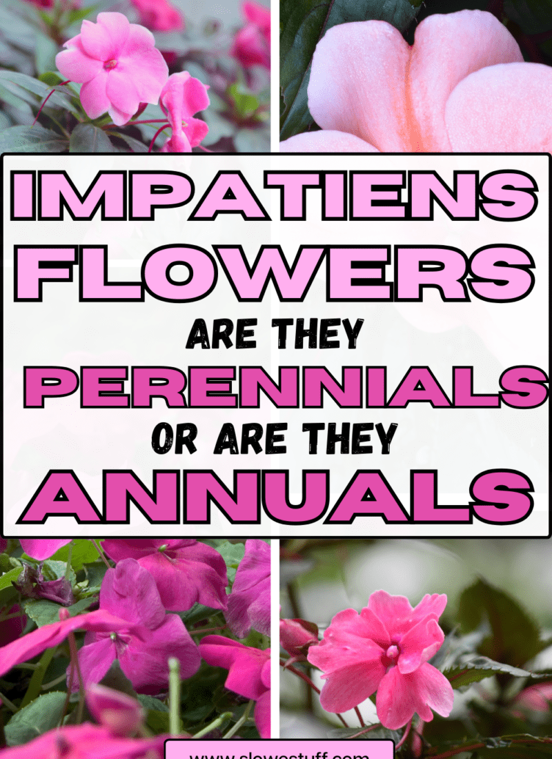 Are Impatiens Perennials or Annuals?