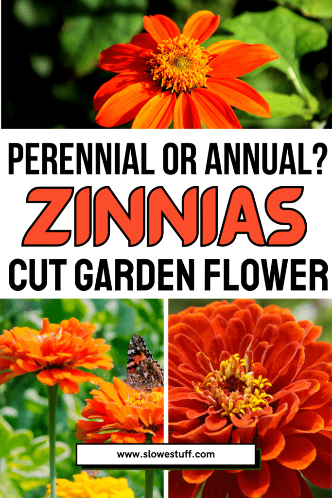 are zinnias perennials or annuals