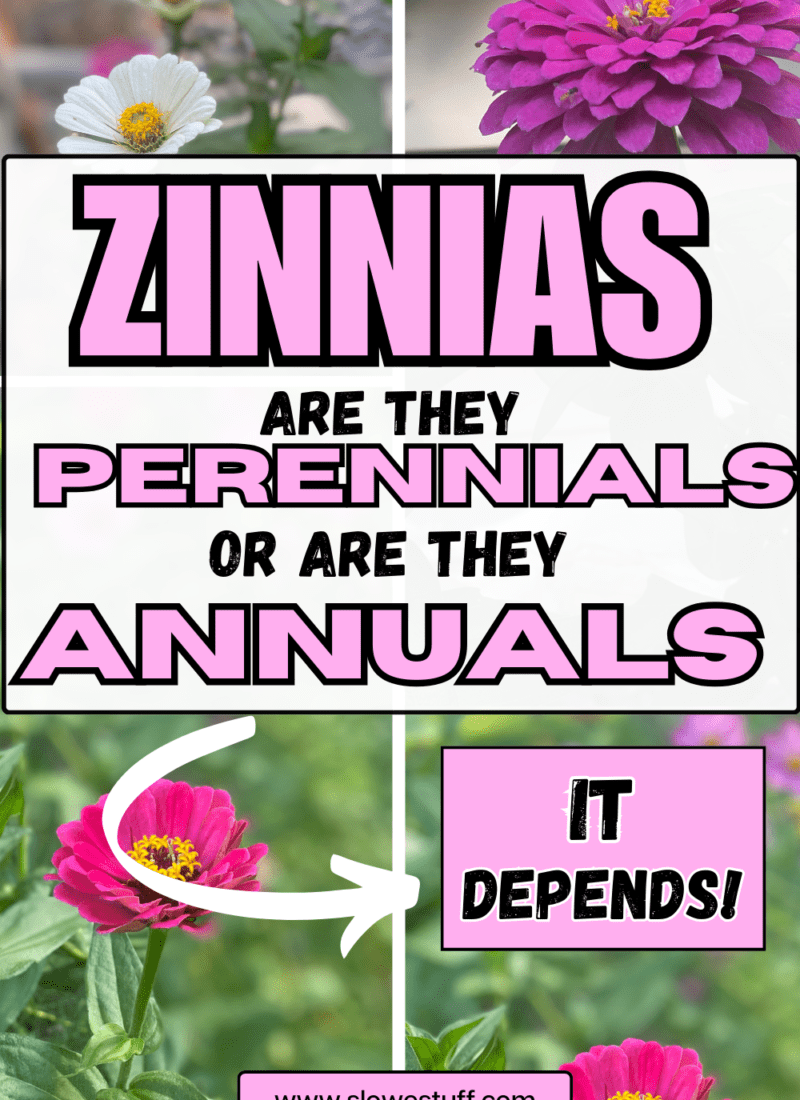 Are Zinnias Perennials or Annuals? It Depends!