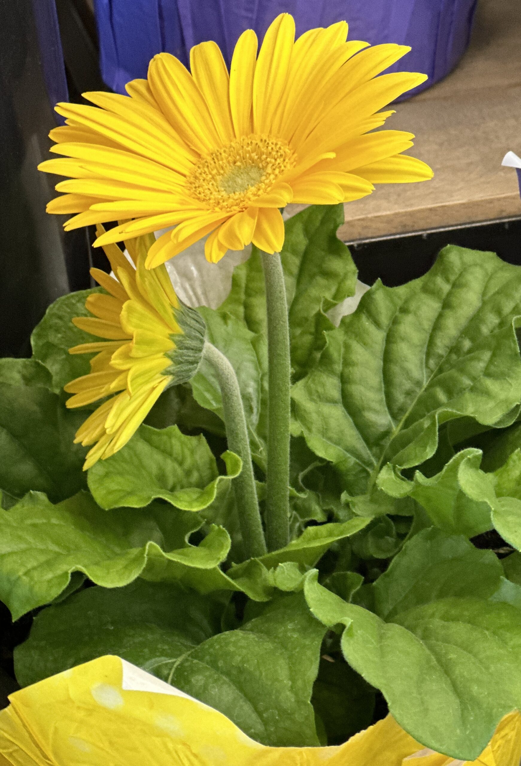 Are Gerbera Daisies Perennials or Annuals It Depends! The
