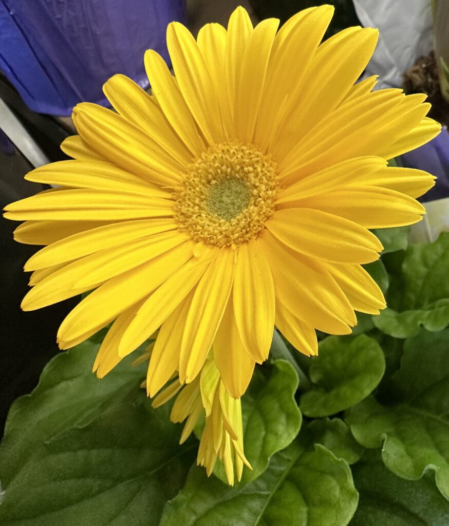 are gerbera daisies always annuals