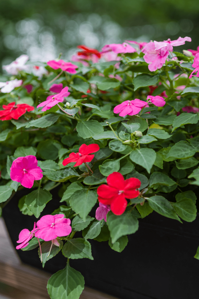 are impatiens perennials