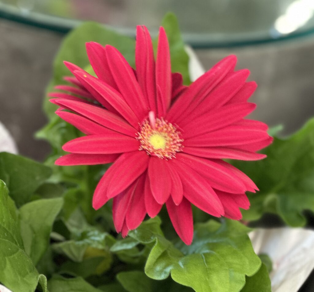 are gerbera daisies perennials or annuals