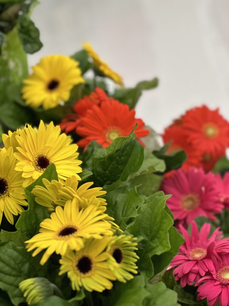 are gerbera daisies perennials