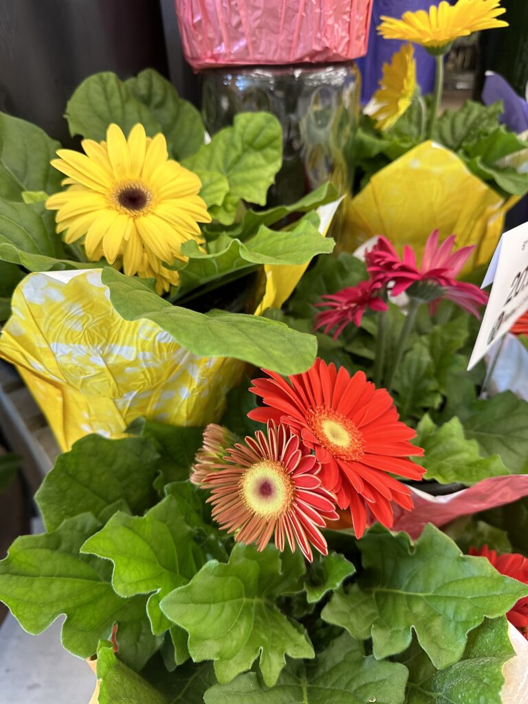 can you plant grocery store gerbera daisies