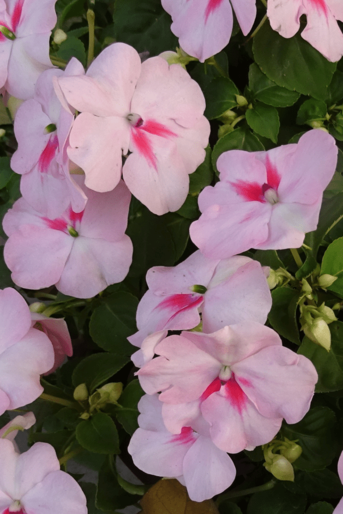 where are impatiens perennials