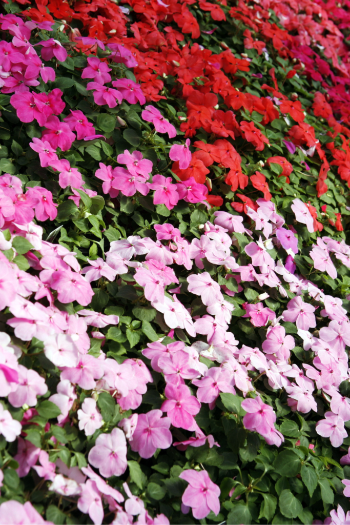 are impatiens perennials in florida