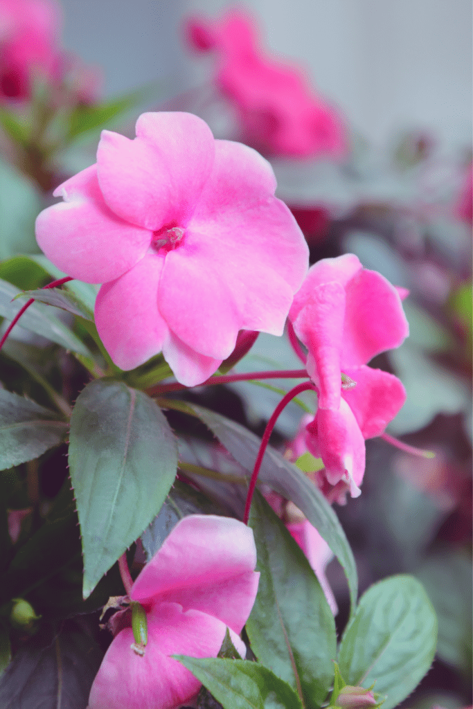 are impatiens perennials or annuals