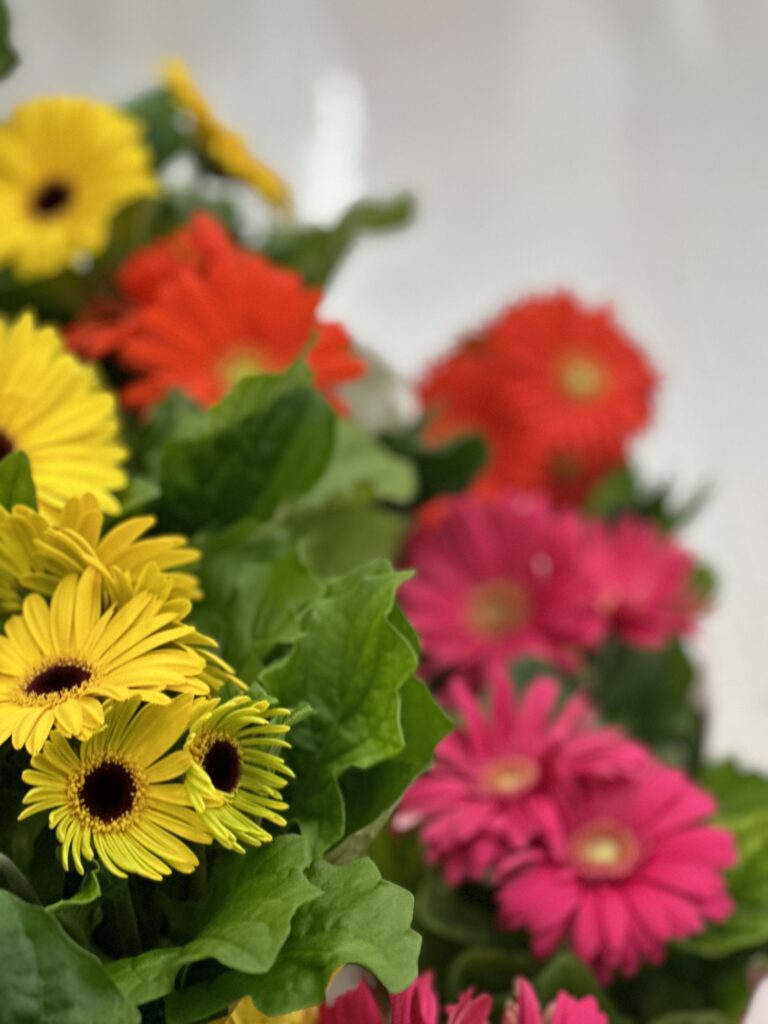 is gerbera daisy a perennial