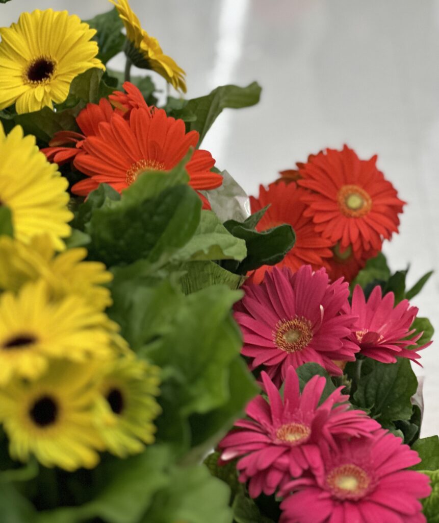 are gerbera daisies perennial or annuals