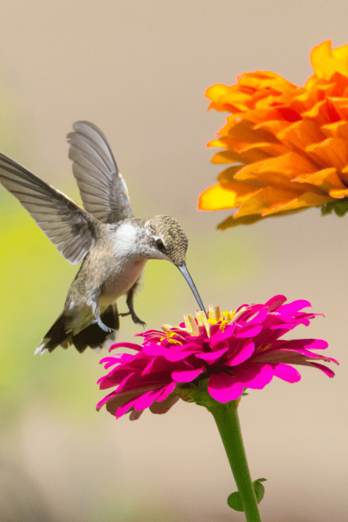 are gerbera daisies pollinator plants