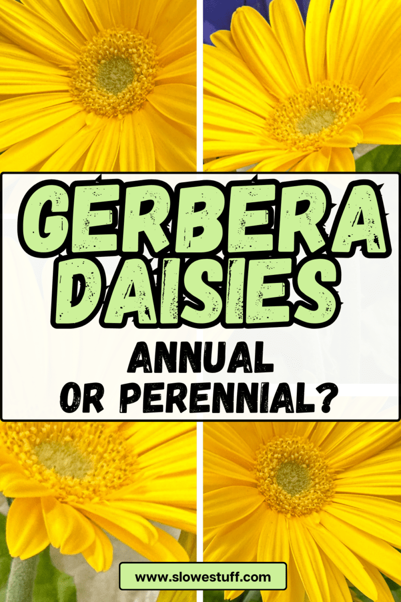 Are Gerbera Daisies Perennials or Annuals It Depends! The