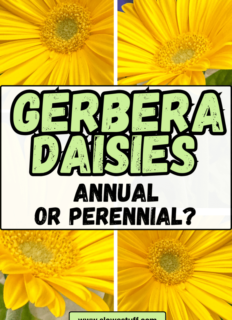 Are Gerbera Daisies Perennials or Annuals – It Depends!