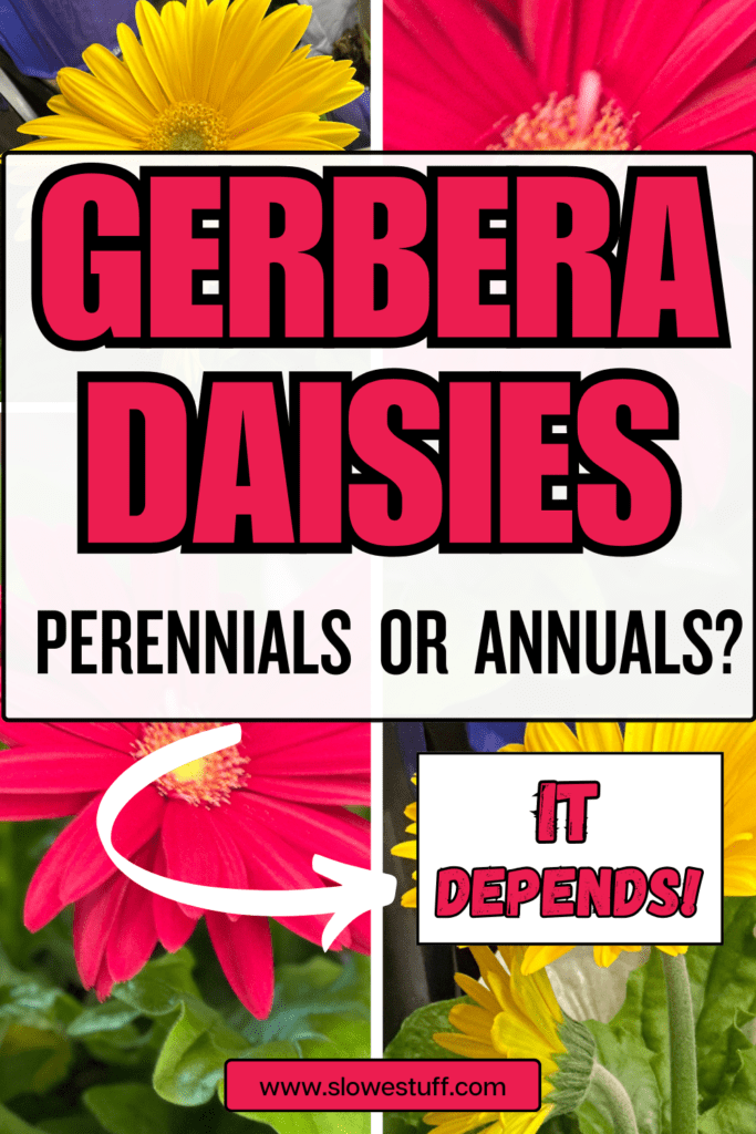 are gerbera daisies perennials