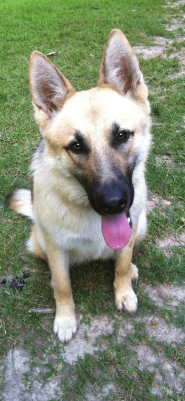 Are Gerbera Daisies Perennials or Annuals It Depends! The Slowestuff Blog