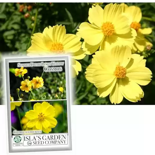 "Lemon Yellow" Sulphur Dwarf Cosmos Flower Seeds for Planting, 100+ Heirloom Seeds Per Packet, Non GMO Seeds, (Isla's Garden Seeds), Scientific Name: Cosmos Sulphureus, Great Home Garde...