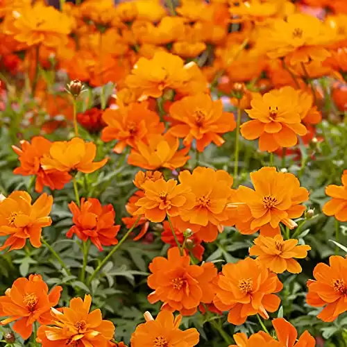 Outsidepride 50 Seeds Annual Cosmos Sulphureus Mandarin Garden Flower Seeds for Planting