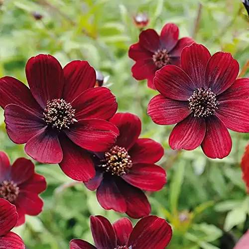 50 Chocolate Cosmos Atrosanguineus Flower Seeds, Blooms All Summer, Easy to Grow, Excellent Cut Flowers- QAUZUY GARDEN