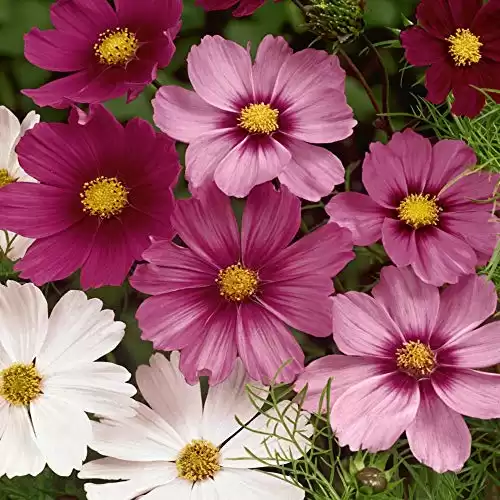 Outsidepride 1000 Seeds Annual Cosmos Bipannatus Wild Flower Seed Mix for Planting